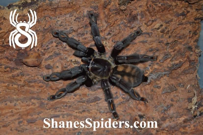 Psalmopoeus irminia ¾"+