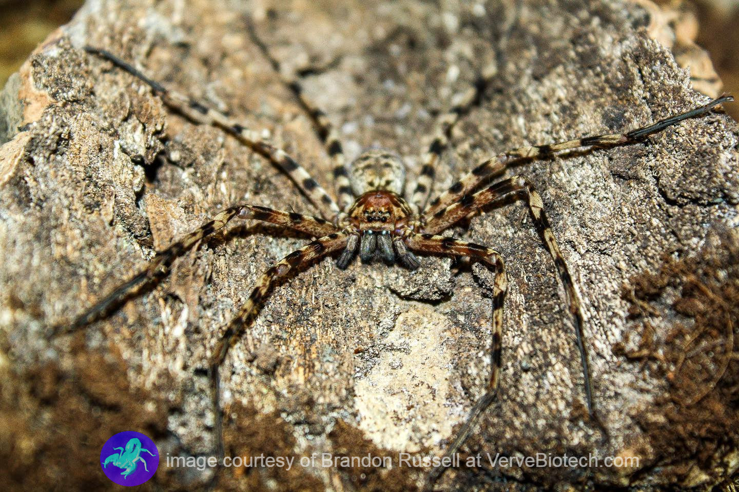 Heteropoda sp. "Thai caves" (Malaysia) ¾"+